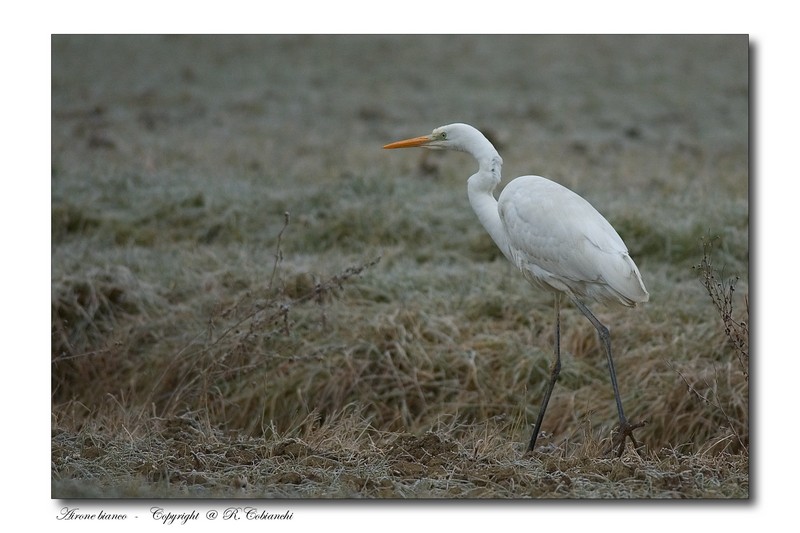 Airone bianco maggiore - Casmerodius albus